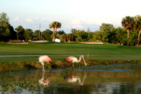"Spoonbills Play Thru" Crystal River, Fl.