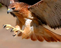 Attack