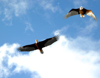 "Wingman" Crystal River, Fl.